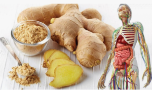 Ginger: Digestive Aid and Anti-Inflammatory Powerhouse